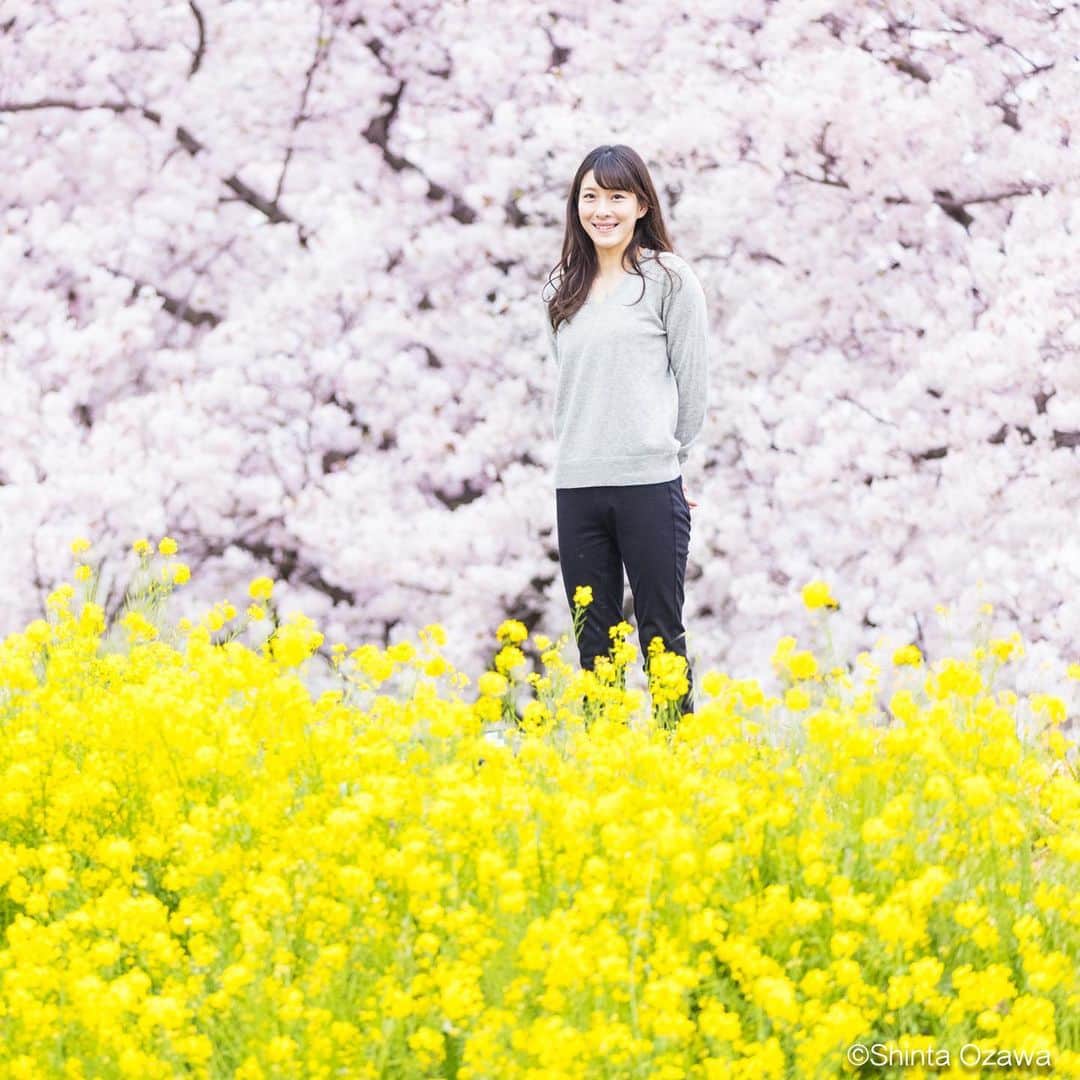 大田理裟のインスタグラム：「綺麗すぎでしょー🌸🌼❤️ 少し前に行った時の🥺！  photo: @shintaozawa  #桜 #🌸 #sakura #菜の花 #熊谷桜堤 #埼玉 #熊谷 #JAPAN #SAITAMA #pink #お花見 #cherryblossom #flower #flowerstagram」
