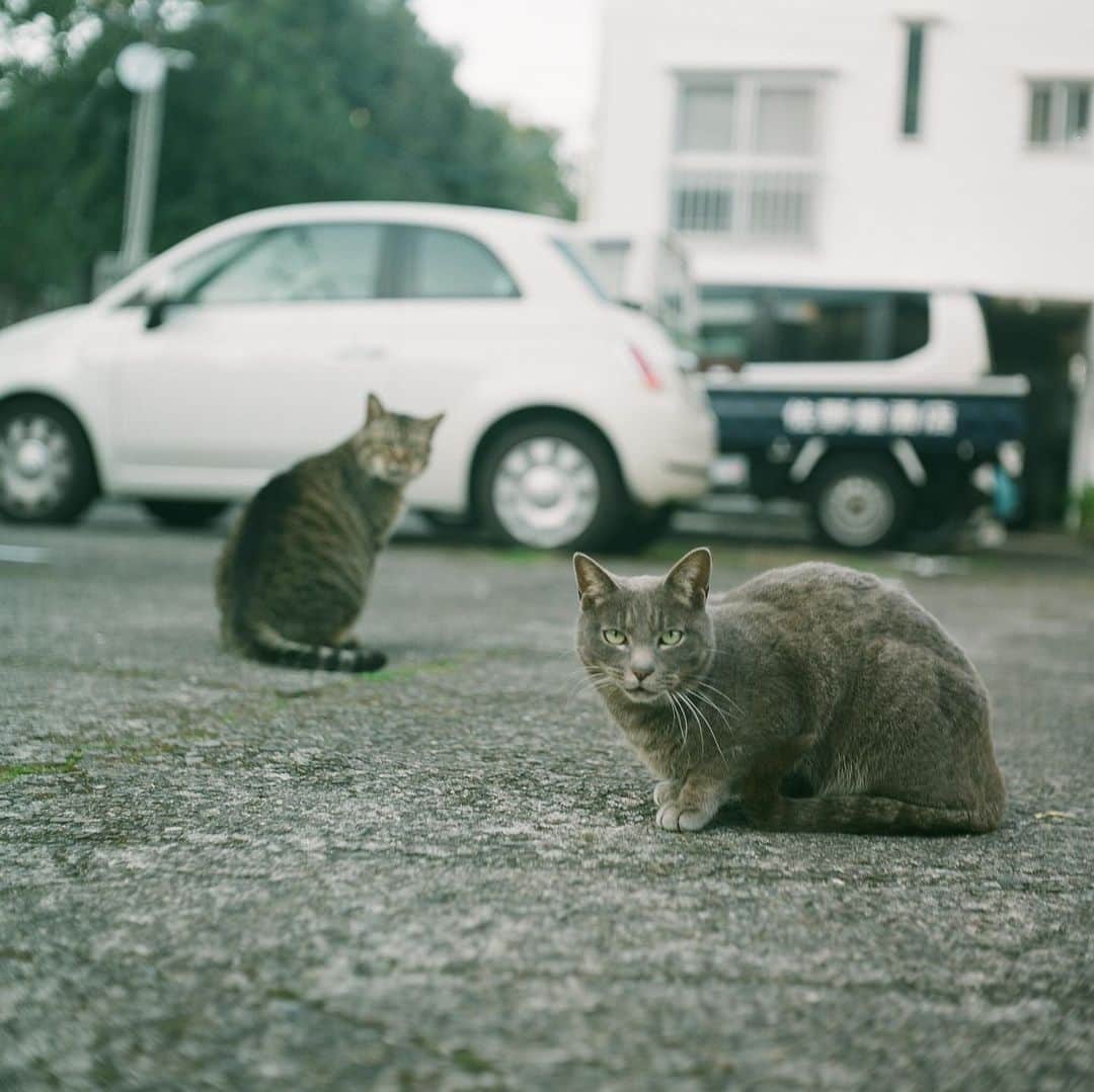 石井正則のインスタグラム：「猫が来た🐱  #rolleicordⅣ  #filmcamera #filmphotography  #cat」