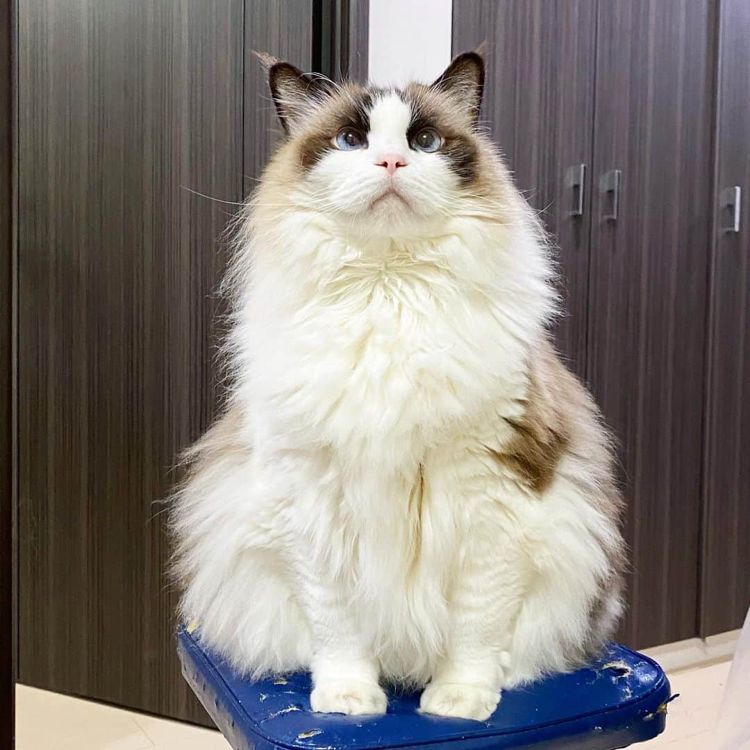Sagiri Kitayamaのインスタグラム：「アルちゃん❤ ボロボロの椅子はみんにゃのお気に入りです😆   #アルテイシア #ラグドール #ragdoll  #Norwegianforestcat #Norwegian #ノルウェージャンフォレストキャット #ノルウェージャン #ねこ #猫 #cat #catstagram #catlover #catsofinstagram #instacat」