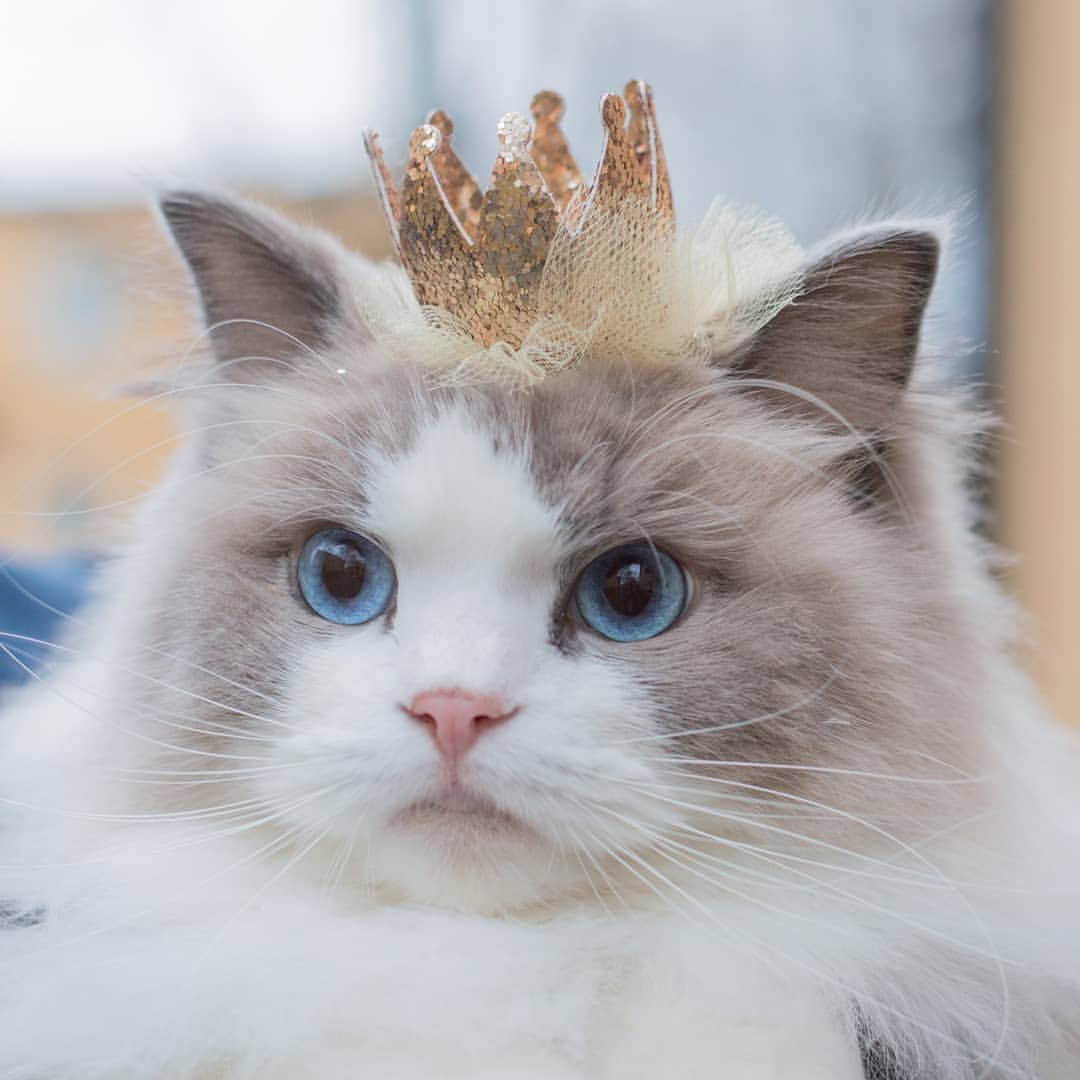 Princess Auroraのインスタグラム：「The look on your gf's face when you tell her 'no' 😾 . . . #catsofinstagram #dailyfluff #weeklyfluff #cutepetclub #meow #kawaii #instacat #meowed #catlife #petstagram #ilovemypet #bestmeow #viral #catlove #neko #purrfect #catsofig #ragdoll #queen #cats_of_instagram #cat #cats #aurorapurr」
