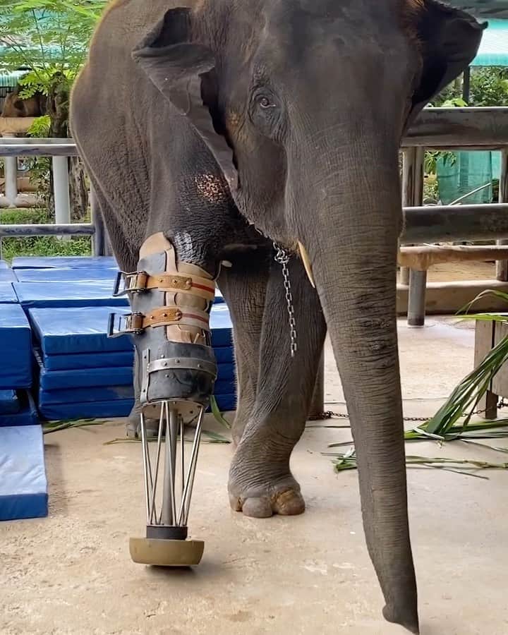 BEAUTIFUL DESTINATIONSのインスタグラム：「Today, we're spotlighting @jungle_doctor's story about Mosha, an amputee elephant at the world's first hospital for elephants, the Friends of the Asian Elephant Foundation in Thailand.⁣ 🐘🇹🇭  "Mosha was only 7 months old when she arrived at the FAE and had lost her front leg to a landmine on Thailand’s border with Myanmar. She was attempting to compensate without the use of her limb by raising her trunk and leaning on other structures for support, but it was obvious that this would become increasingly difficult as she grew.⁣  When looking for a solution to Mosha’s problem, there were a few things that needed to be taken into account. Firstly, Asian elephants can live well beyond 40 years in the wild, and Mosha was just at the start of her young life. Additionally, while euthanasia for such an injury may be considered as an option in many places around the world, in Thailand where a large percentage of the population follows Buddhism, it is not so readily discussed or practiced.  So, with assistance from orthopedic surgeon Doctor Jivacate, the team at the FAE decided to design and build a prosthetic leg to support Mosha throughout her life, with the first version of this leg weighing 15 kilograms and being made from a combination of plastic, sawdust, and metal.⁣  Since that time, Mosha has received no fewer than ten prosthetic legs, the design adjusted and improved each time to support her needs as she grows. Today the prosthesis has evolved into a more sophisticated version of the first – as you can see here! – and is now constructed from an individual mold using thermoplastic, steel, and elastomer.⁣"  How touching is this story? 🙏🏼  📽 @jungle_doctor 📍 Thailand 🎶 The High Life - Rick Cyge & Nylonwings」