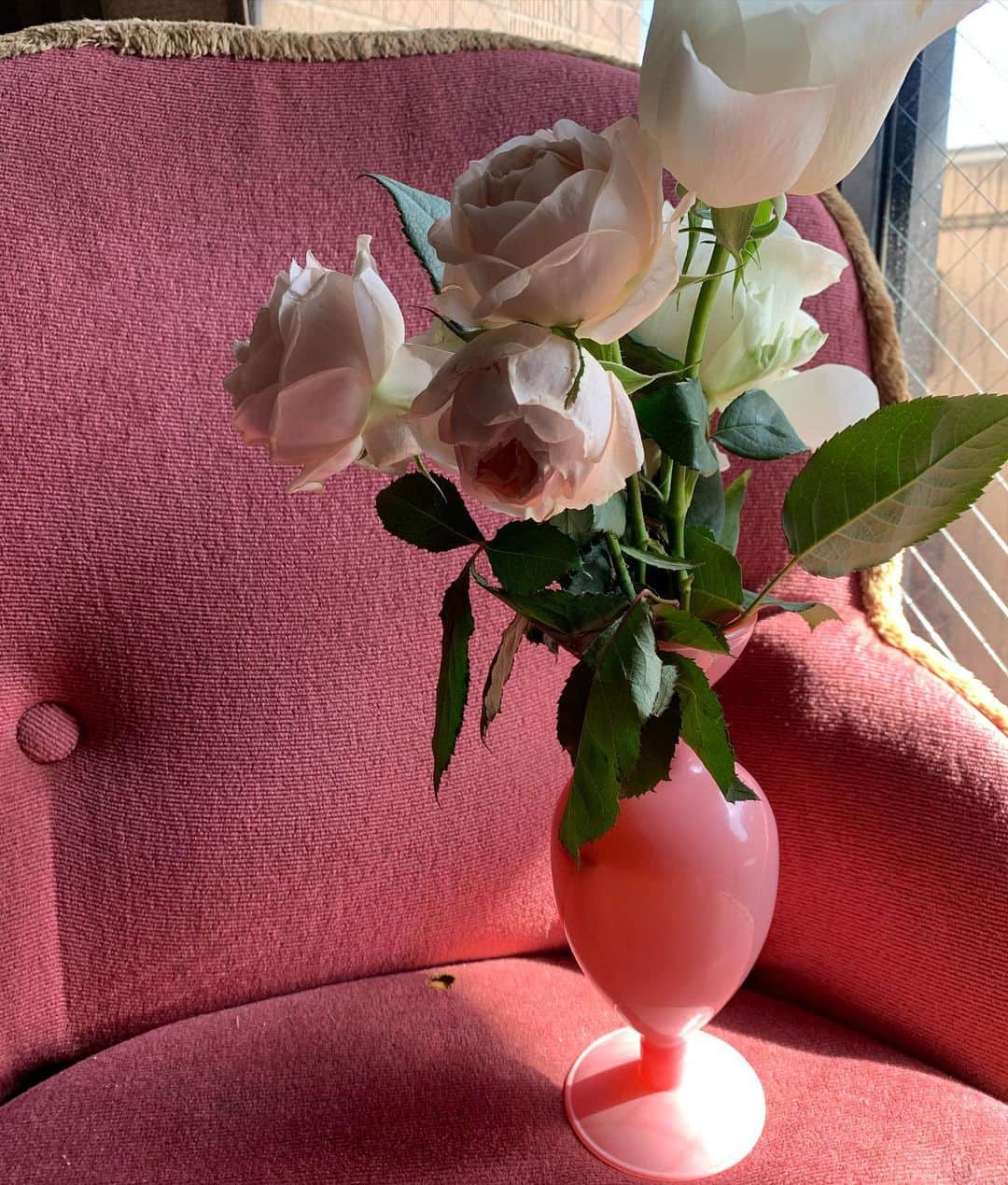 nami_kanemotoのインスタグラム：「@trunkhotel で土日に撮影や式などで使ったお花が月曜日にセカンドバリューフラワーとしてアップサイクルしていて1ブーケ500円。この薔薇はブーケにして頂いた一部でボリュームも🤍」