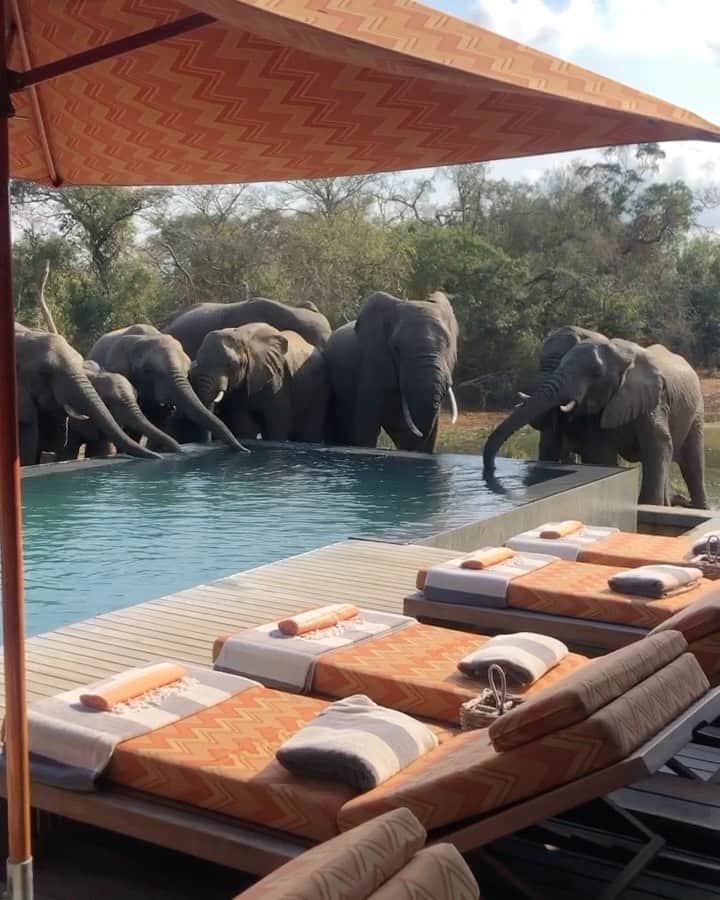 BEAUTIFUL DESTINATIONSのインスタグラム：「Vacationing with @matt_durell and gentle elephants in South Africa. 🐘 This sanctuary is tucked in KwaZulu-Natal, a coastal South African province famed for its beautiful beaches, stunning mountains, and diverse savannah populated by big game animals.   This sun-soaked sighting shows elephants staying hydrated with safe water that's free from harmful chemicals. Follow @beautifulhotels for the name of this sought-after homestead! 🇿🇦  Would you love to hang out with elephants, too? 💦  📽 @matt_durell 📍 KwaZulu-Nata, South Africa」