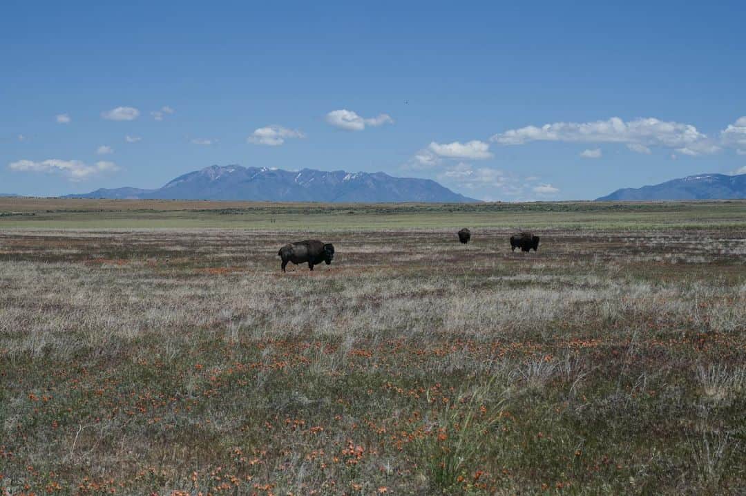 アレックス・メゴスのインスタグラム：「We also got to see some bison and not only signs of bison at Antelope Island.  Big, beautiful and majestic creatures...  @nikondach @patagonia_climb @petzl_official @tenayaclimbing @cafekraft_nuernberg @frictionlabs @fazabrushes #stylefirst #carrotsforpower」