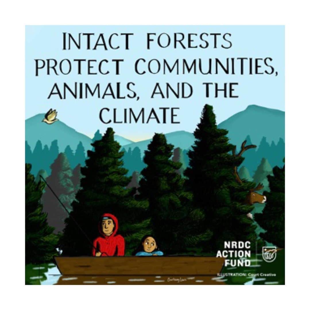 ラシダ・ジョーンズのインスタグラム：「Industrial clearcutting is destroying carbon-rich forests across the globe - violating Indigenous rights and accelerating climate catastrophe. With only 20% of Earth’s intact forests remaining (!!!), we seriously CANNOT afford to destroy the irreplaceable ecosystems we have left.  These forests create oxygen for the entire planet. Join me and @nrdc_action in calling on California Senators to vote #YesOnAB416 today. This will help ensure that California doesn’t buy products that contribute to forest destruction in climate-critical tropical and boreal regions. Link in my Story.」