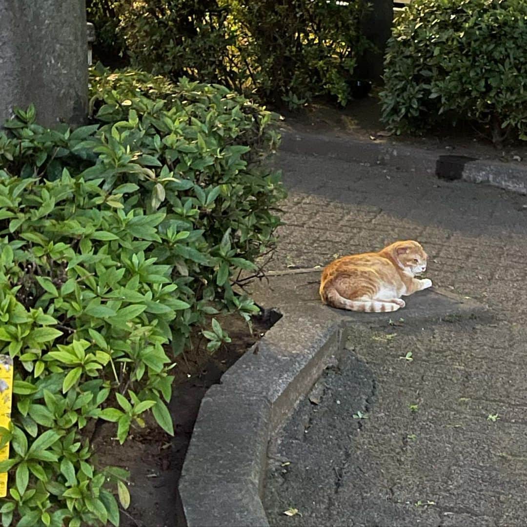 入江聖奈のインスタグラム：「#猫」