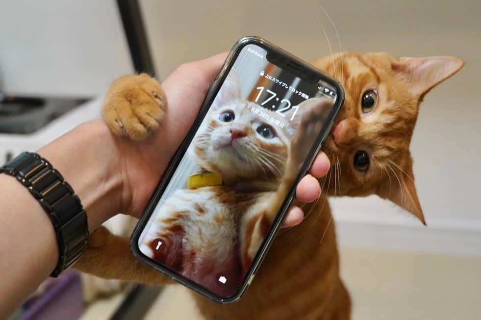松丸亮吾のインスタグラム：「携帯の待ち受け変えました。  #猫 #猫のいる暮らし #子猫 #子猫のいる生活 #保護猫 #保護猫と暮らす」