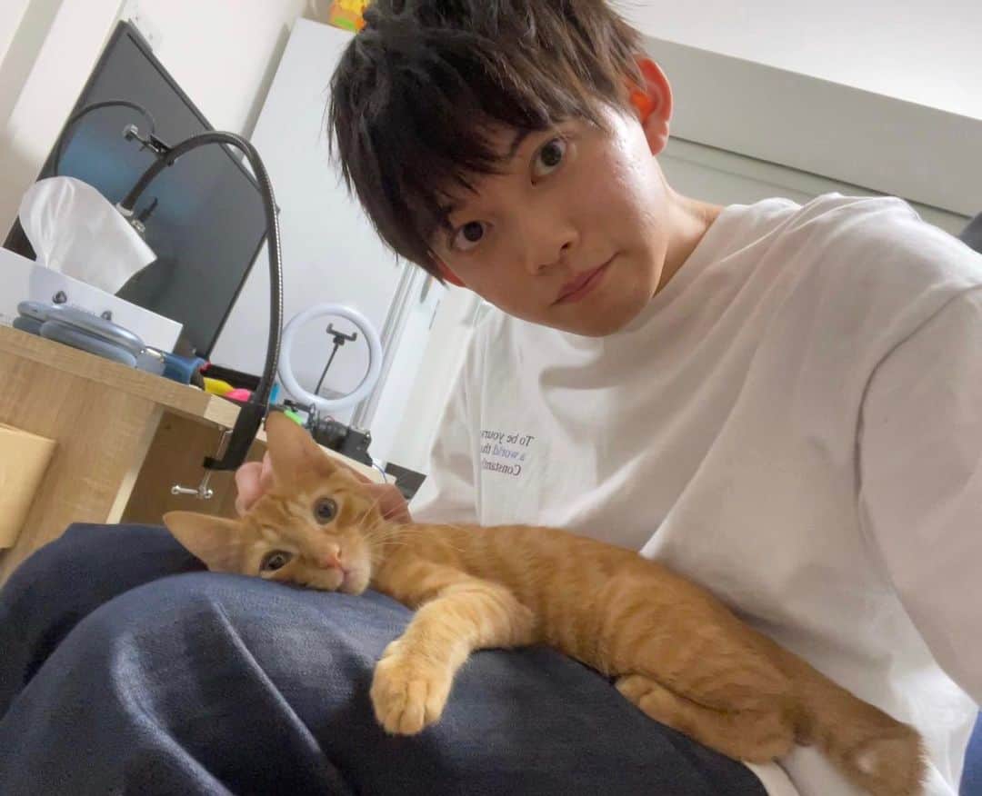 松丸亮吾のインスタグラム：「最近はひざに乗ってほっぺすりすりを決めるのがお気に入りのリドくん  #子猫 #猫 #ねこすたぐらむ #ねこ #猫のいる暮らし」