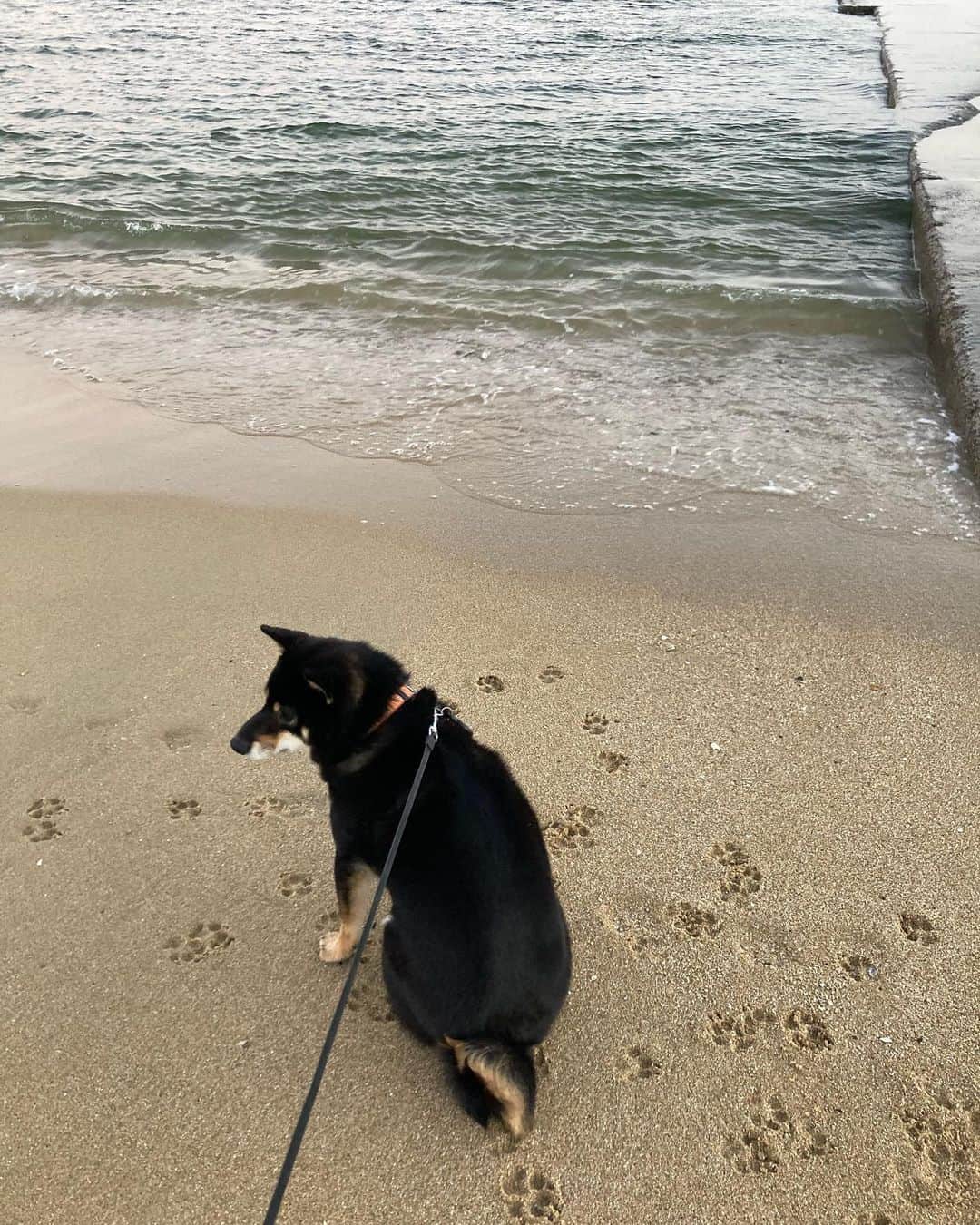中山三奈のインスタグラム：「足跡🐾可愛すぎ☺️🖤 ⁡ ⁡ #愛犬 #福 #黒柴 #柴犬 #福ちゃんです #癒し犬 #お散歩 #Fuku #doggy #kuroshiba #shibaunu #shiba #doglover #beach」