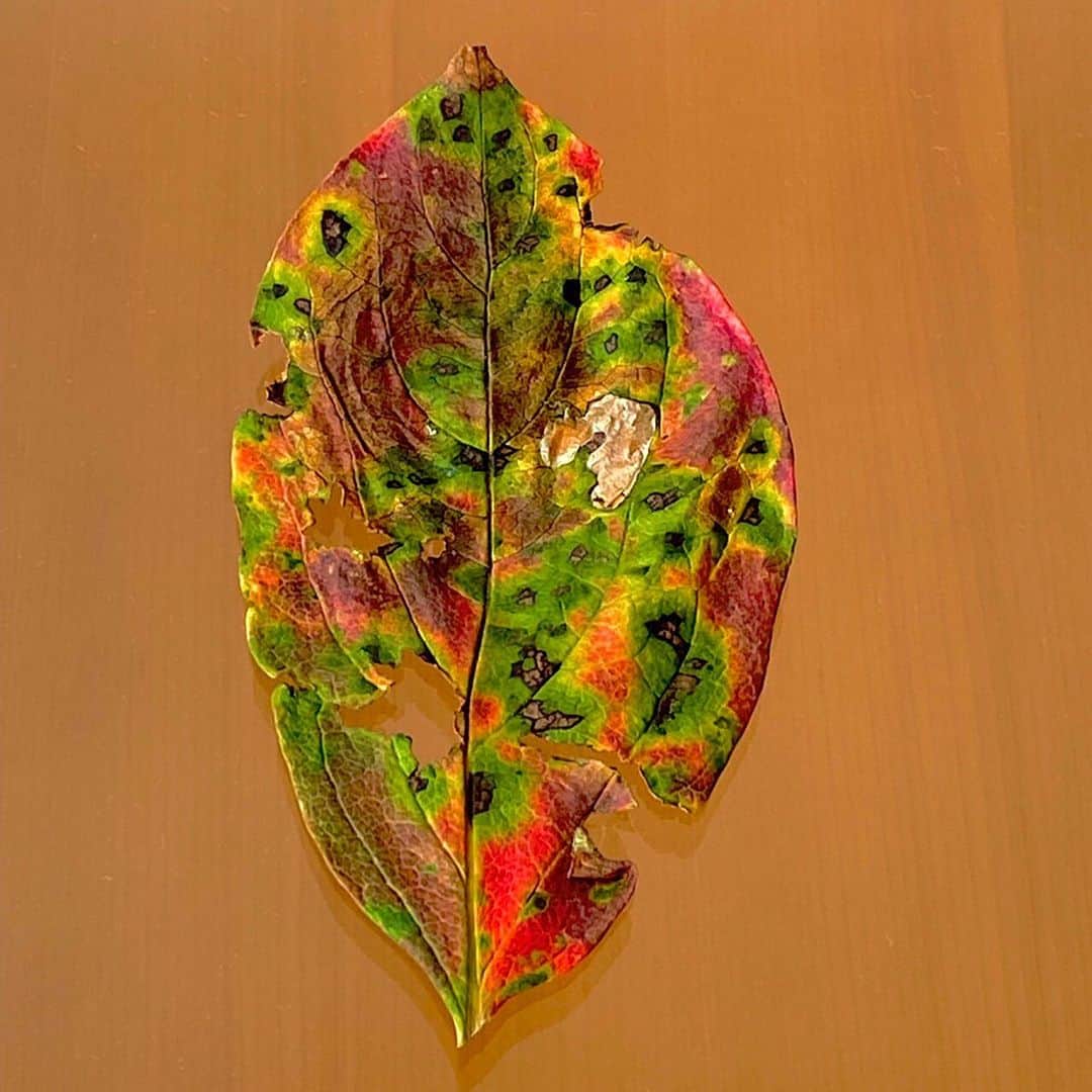 藤井フミヤさんのインスタグラム写真 - (藤井フミヤInstagram)「⁡ Kaki leaf collection ⁡ 柿の葉は鮮やかな色合いで 枯れてゆきます。 家の近くに柿の木が あったら拾ってみて下さい。 ⁡ #artist #art #artwork #nude #painting #illustration  #fineart #ファインアート #contemporaryart #現代アート #mixedmedia #visualart #design #graphicdesign #artoftheday #artcollection #アートコレクター #fumiyart2021 #福岡アジア美術館」10月23日 15時30分 - fumiyart_official