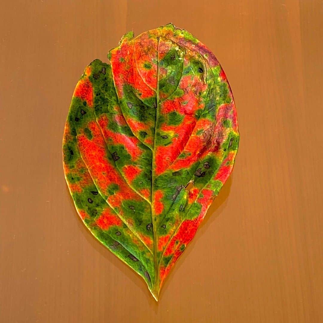 藤井フミヤさんのインスタグラム写真 - (藤井フミヤInstagram)「⁡ Kaki leaf collection ⁡ 柿の葉は鮮やかな色合いで 枯れてゆきます。 家の近くに柿の木が あったら拾ってみて下さい。 ⁡ #artist #art #artwork #nude #painting #illustration  #fineart #ファインアート #contemporaryart #現代アート #mixedmedia #visualart #design #graphicdesign #artoftheday #artcollection #アートコレクター #fumiyart2021 #福岡アジア美術館」10月23日 15時30分 - fumiyart_official