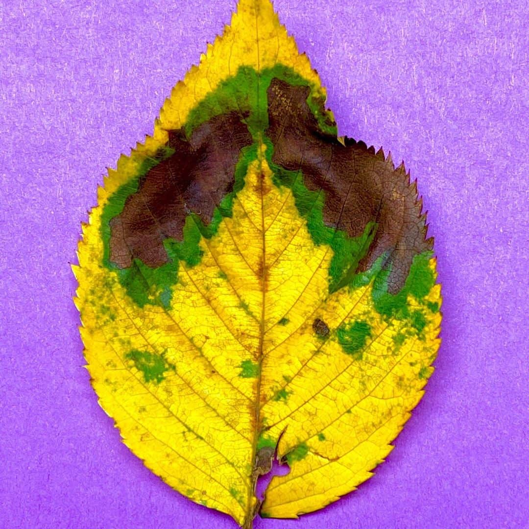 藤井フミヤさんのインスタグラム写真 - (藤井フミヤInstagram)「⁡ ⁡ Autumn leaf collection ⁡ ⁡ #artist #art #artwork #nude #painting #illustration  #fineart #ファインアート #contemporaryart #現代アート #mixedmedia #visualart #design #graphicdesign #artoftheday #artcollection #アートコレクター #fumiyart2021 #福岡アジア美術館」10月23日 15時55分 - fumiyart_official