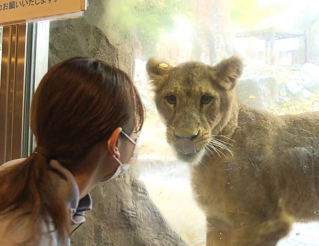 青木美奈実のインスタグラム：「#とべ動物園 で 去年6月に生まれたライオンのララちゃん！  まだ一歳ですがすっかり大きくなって、 きょう、石川県の#いしかわ動物園 へ向け とべを旅立ちました。  初お披露目〜旅立ちの時まで取材させていただきました。  お母さんに甘えたり、姉妹で戯れあったりする 愛らしい姿をたくさん見せてくれてありがとう！  最近は木登りがブームだったそうで… さすが元気で活発な女の子！  これからはいしかわ動物園の情報もチェックせねば！ (妹・イオの新居、#旭山動物園 も！)」