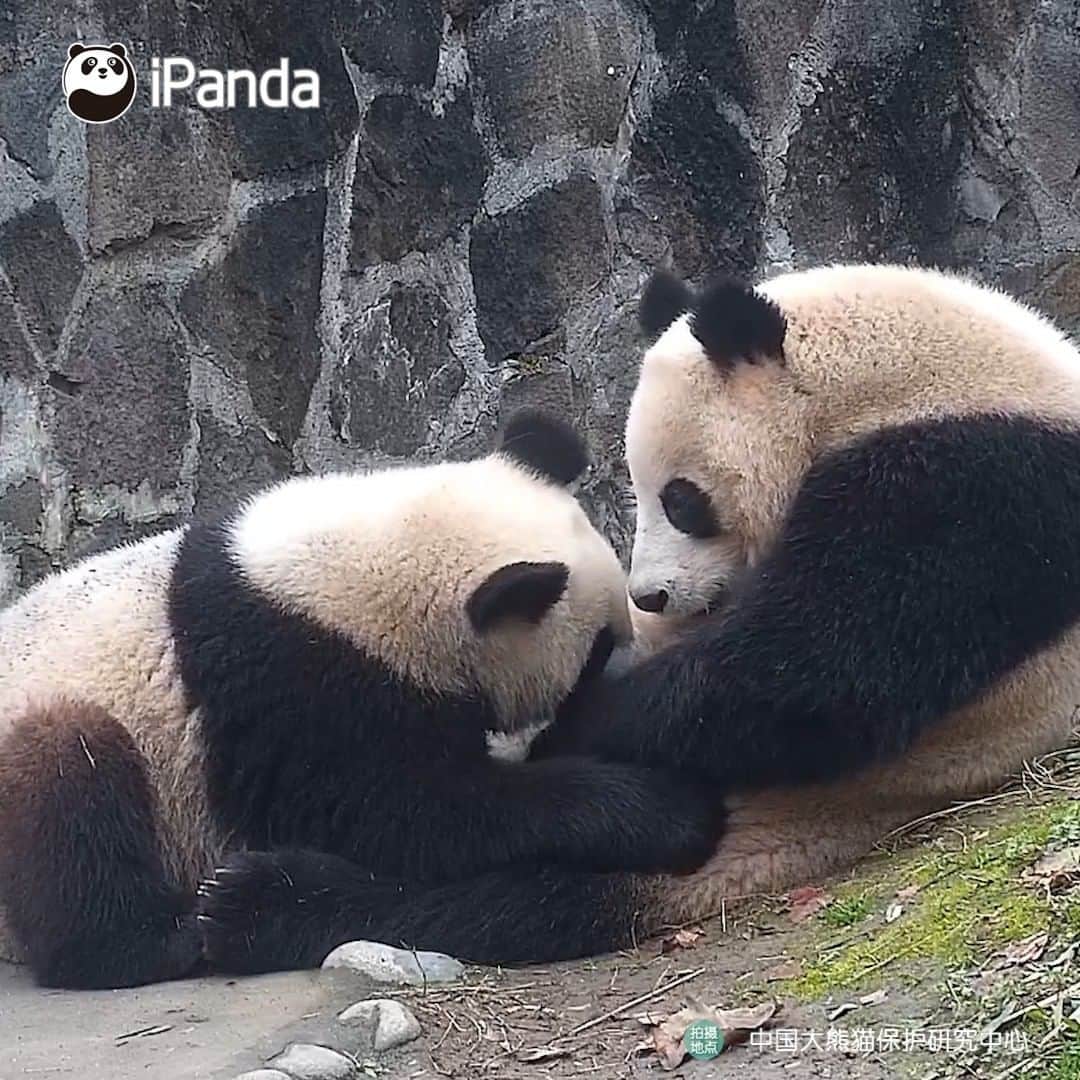 iPandaのインスタグラム：「It’s so sweet that you love me💖, but I don't want to raise a mummy's boy.😒(Chao Tianjiao & Xi Dou) 🐼 🐼 🐼 #Panda #iPanda #Cute #HiPanda #PandaTime #CCRCGP」