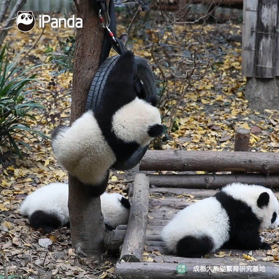 iPandaのインスタグラム：「Sorry, I am a little embarrassed because I forget the skills of getting down from the tree. See you next time~🙄 (Bao Xin & Jin Xiao) 🐼 🐼 🐼 #Panda #iPanda #Cute #HiPanda #HowGiantPandasGrowUp #PandaTime」