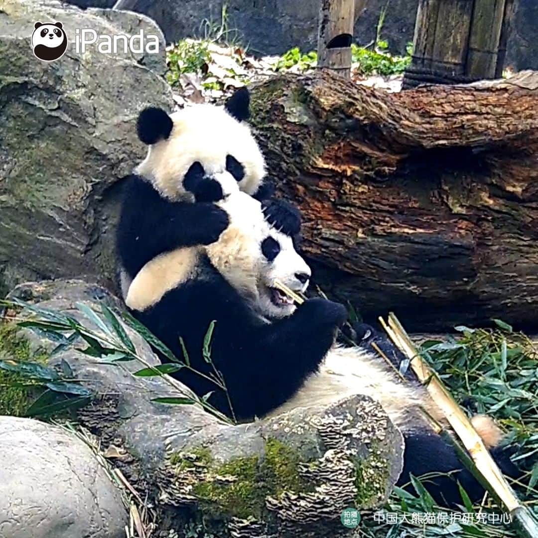 iPandaのインスタグラム：「I get you, panda mom. As a foodie myself, being disturbed during meal is at the top of my list of the most annoying things. (Nong Nong & Lu Lu) 🐼 🐼 🐼 #Panda #iPanda #Cute #HiPanda #PandaTime #CCRCGP」