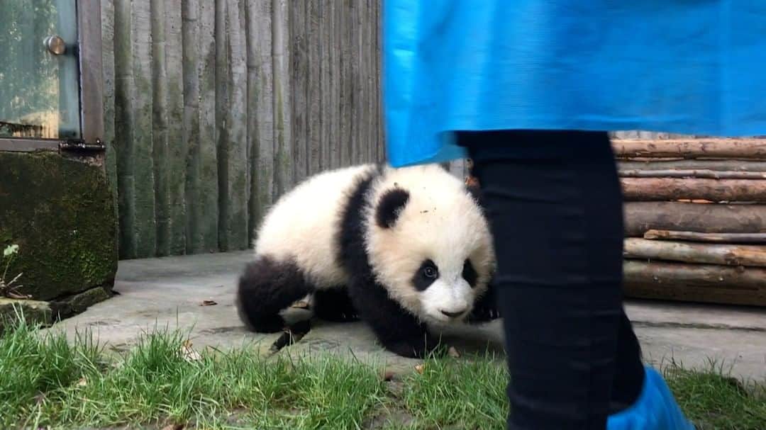 iPandaのインスタグラム：「Nanny, are you working part-time as a paparazzo? You are spotted getting photographs of the sleeping panda superstar! 🐼 🐼 🐼 #Panda #iPanda #Cute #HiPanda #BestJobInTheWorld」