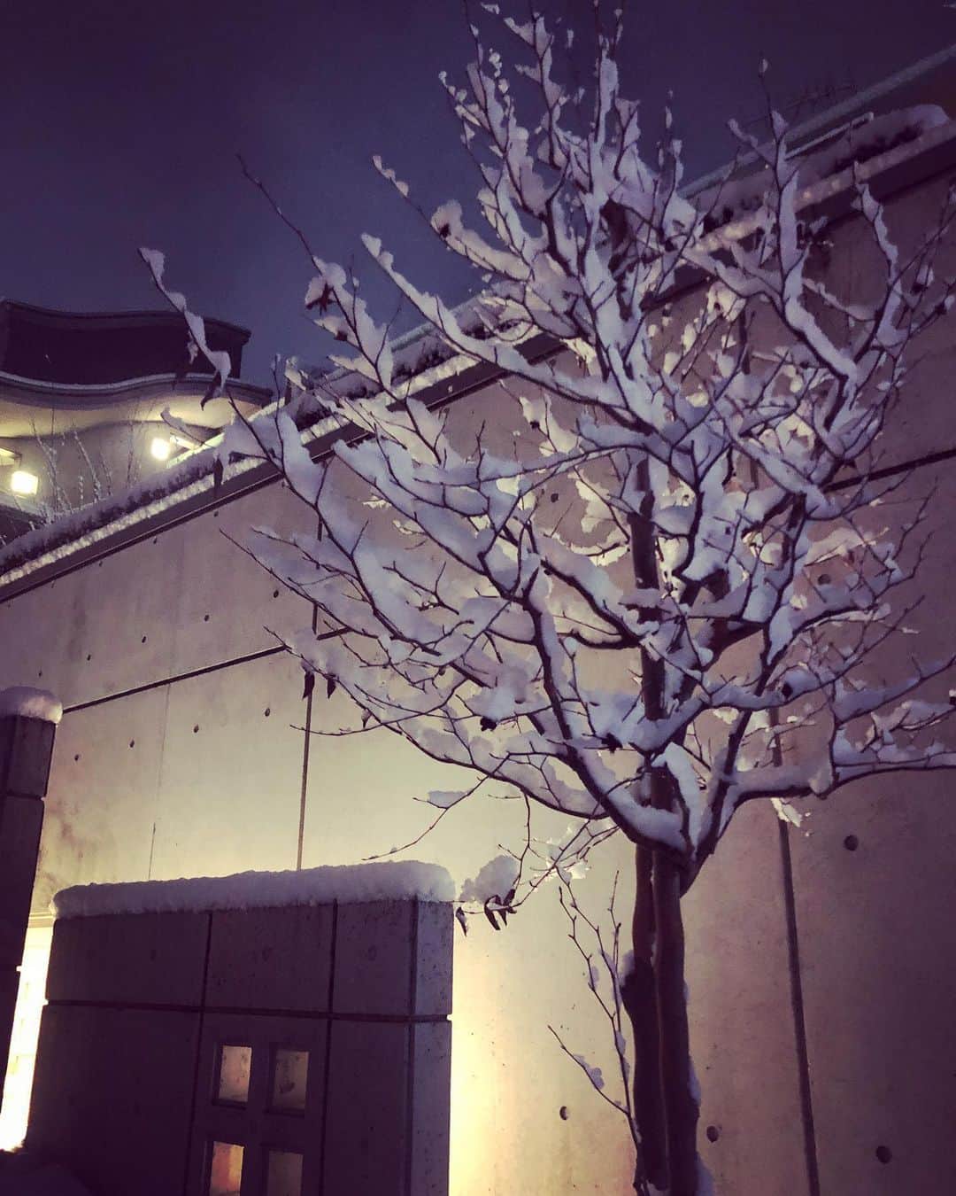 千綿勇平さんのインスタグラム写真 - (千綿勇平Instagram)「木に積もる雪が好きです」1月6日 19時37分 - yuhei_chiwata
