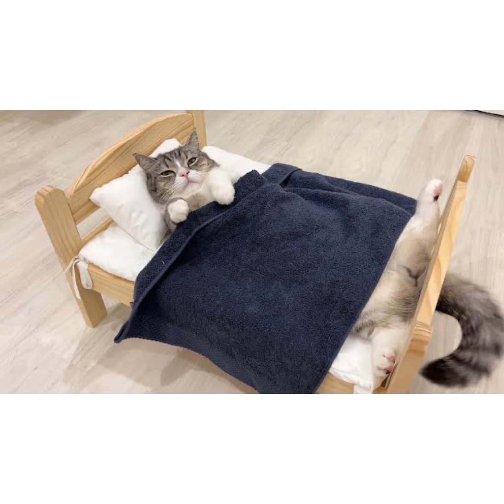 もちまるのインスタグラム：「ベッドをもらって気持ちよさそうに寝る猫」