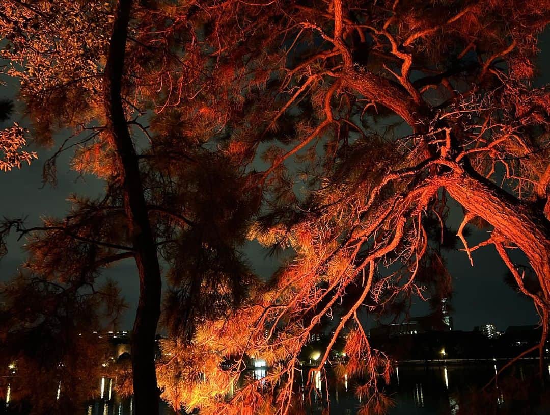 中澤裕子のインスタグラム：「・・  福岡にはこんなに素敵な場所があります。  冬限定の光の幻想。  もう少し自由に行き来できるような 冬の季節になったら、是非見ていただきたい風景です。  #福岡 #大濠公園 #ライトアップ」