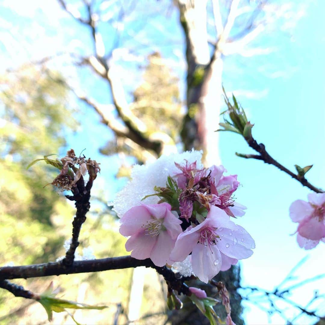 三上真史さんのインスタグラム写真 - (三上真史Instagram)「残雪と桜  早咲きの河津桜が開花していました。  #桜 #河津桜 #雪」1月16日 20時45分 - engeiouji