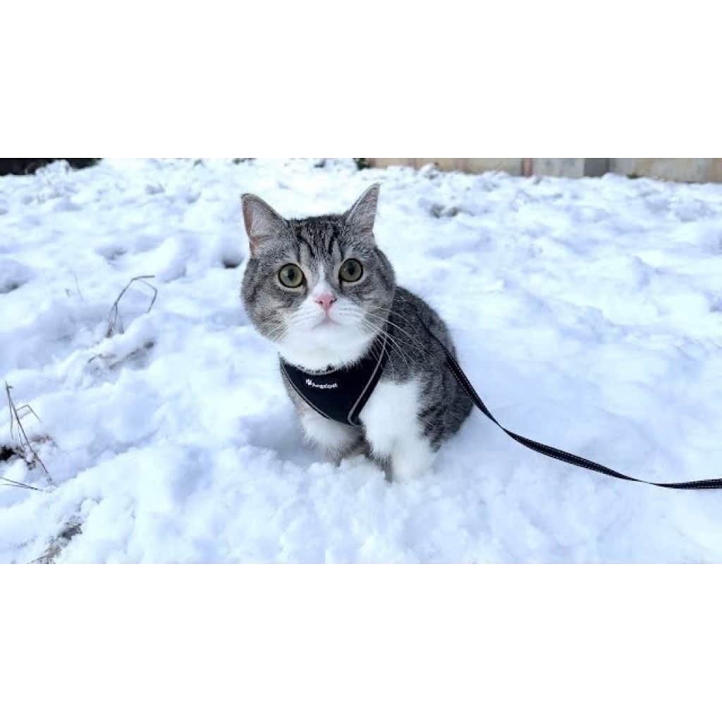 もちまるのインスタグラム：「生まれて初めて雪の上を散歩した猫」