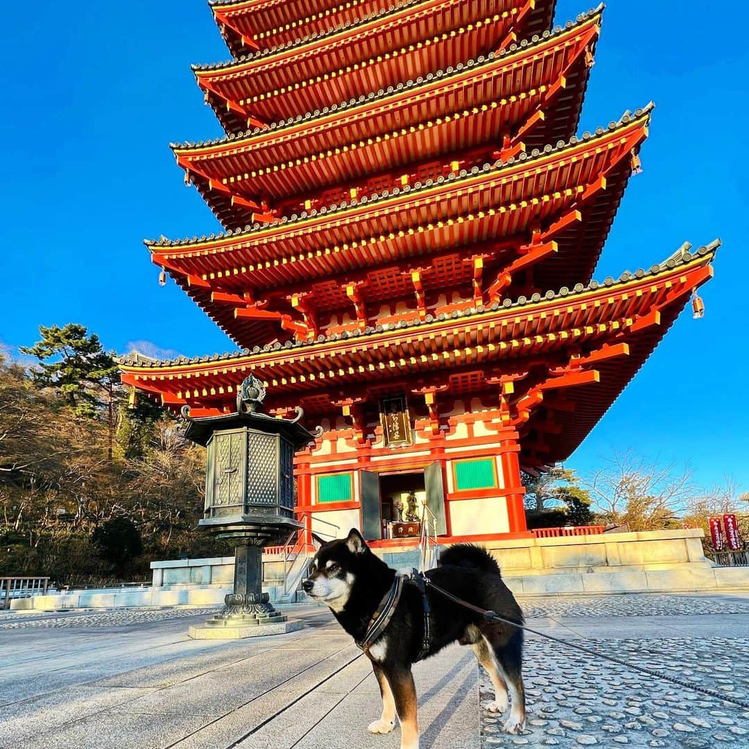 小川博永さんのインスタグラム写真 - (小川博永Instagram)「今朝も寒いぜ。  #ししまる爺さん  #今朝まる #ししまる #dog #dogs #柴犬 #黒柴」2月23日 9時20分 - ogawahironaga