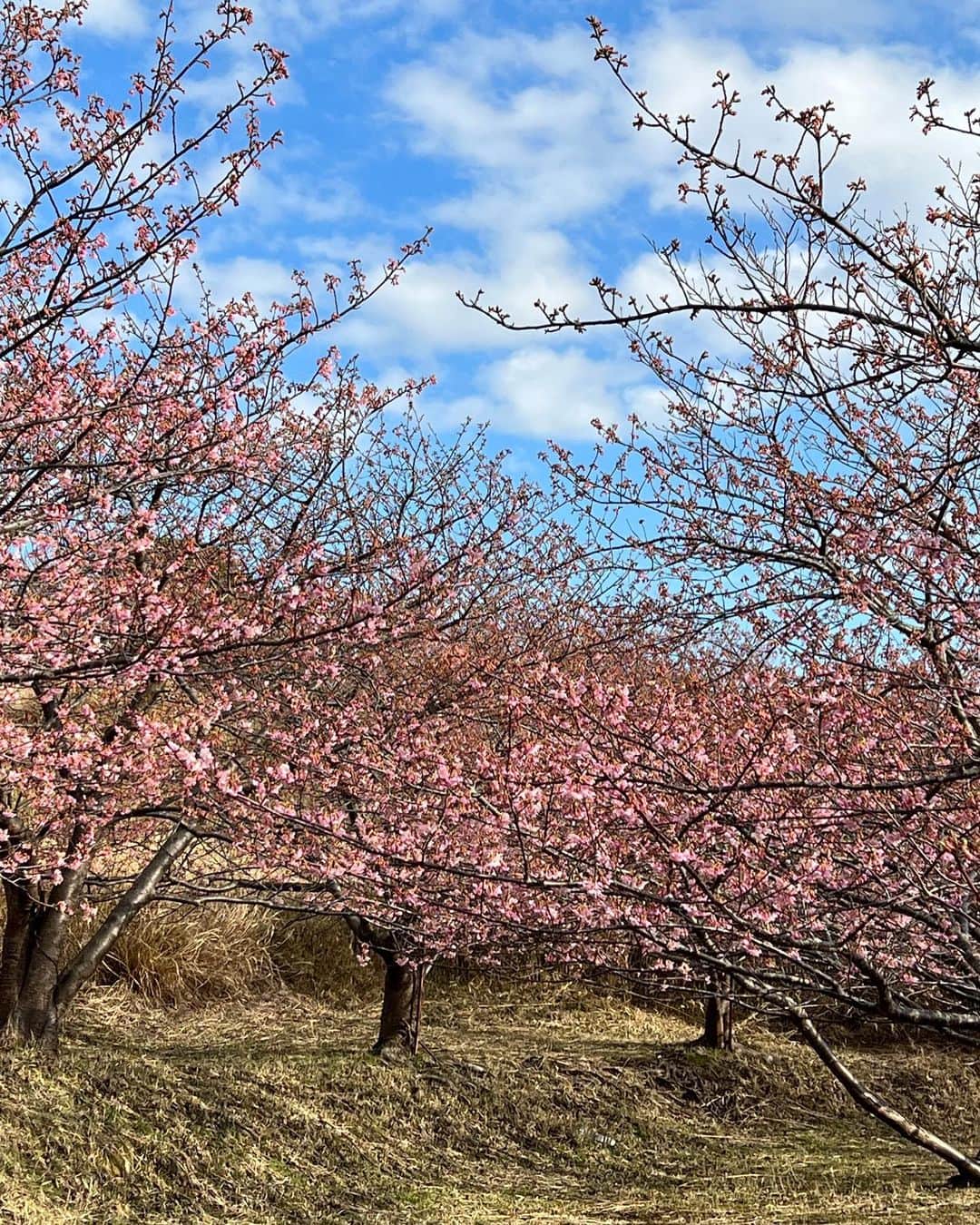 浅野ゆう子さんのインスタグラム写真 - (浅野ゆう子Instagram)「早咲きの…  河津桜 🌸  とっても綺麗 ピンクが可愛い　^_^  春・・・💕  #河津桜 #可愛い #春を感じます」3月2日 15時19分 - yukoasano_official