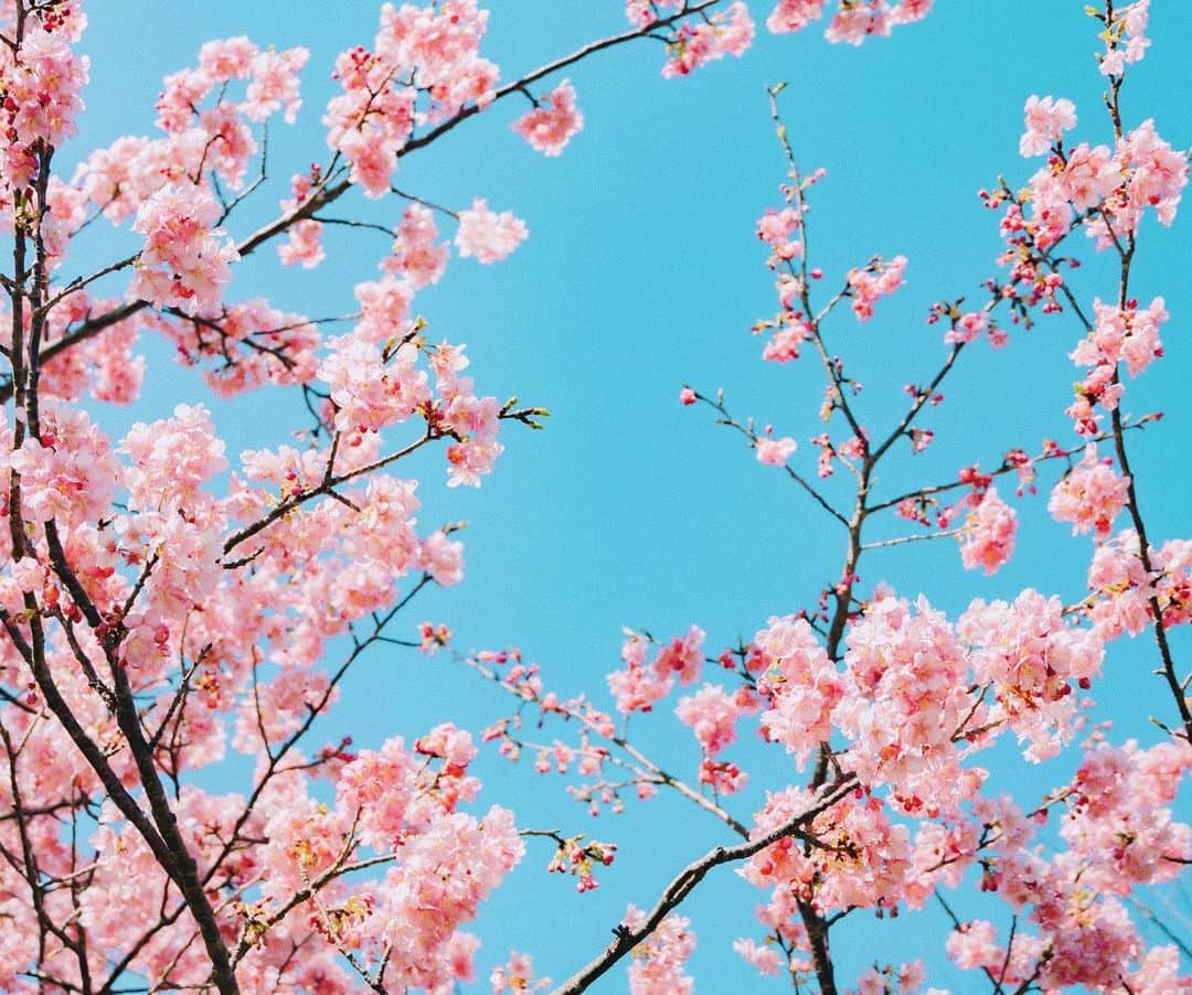 佐藤俊斗のインスタグラム：「桜日和 ⁡ ⁡ ⁡ ⁡ #2022年春 #桜スナップ」