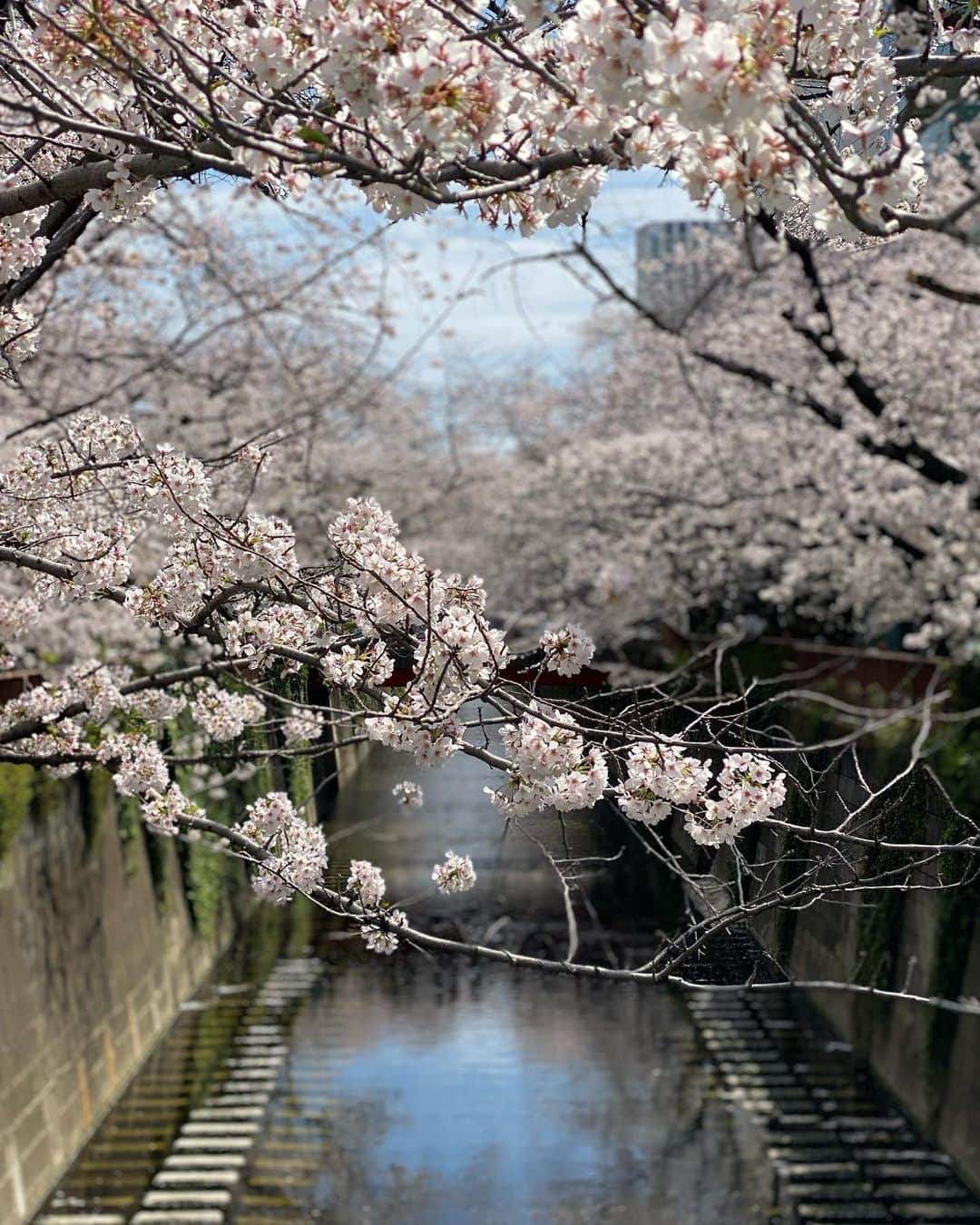 小泉里子のインスタグラム：「桜咲くこの季節が1番好きだな〜  桜が咲き、新芽が芽生えて気持ちのいい季節♡  今月でリケが亡くなって1年。 この気持ちのいい季節の中、 法要しよう。  #会いたくてたまらない #cherryblossom #spring #tokyo #lmissyou #ripue」