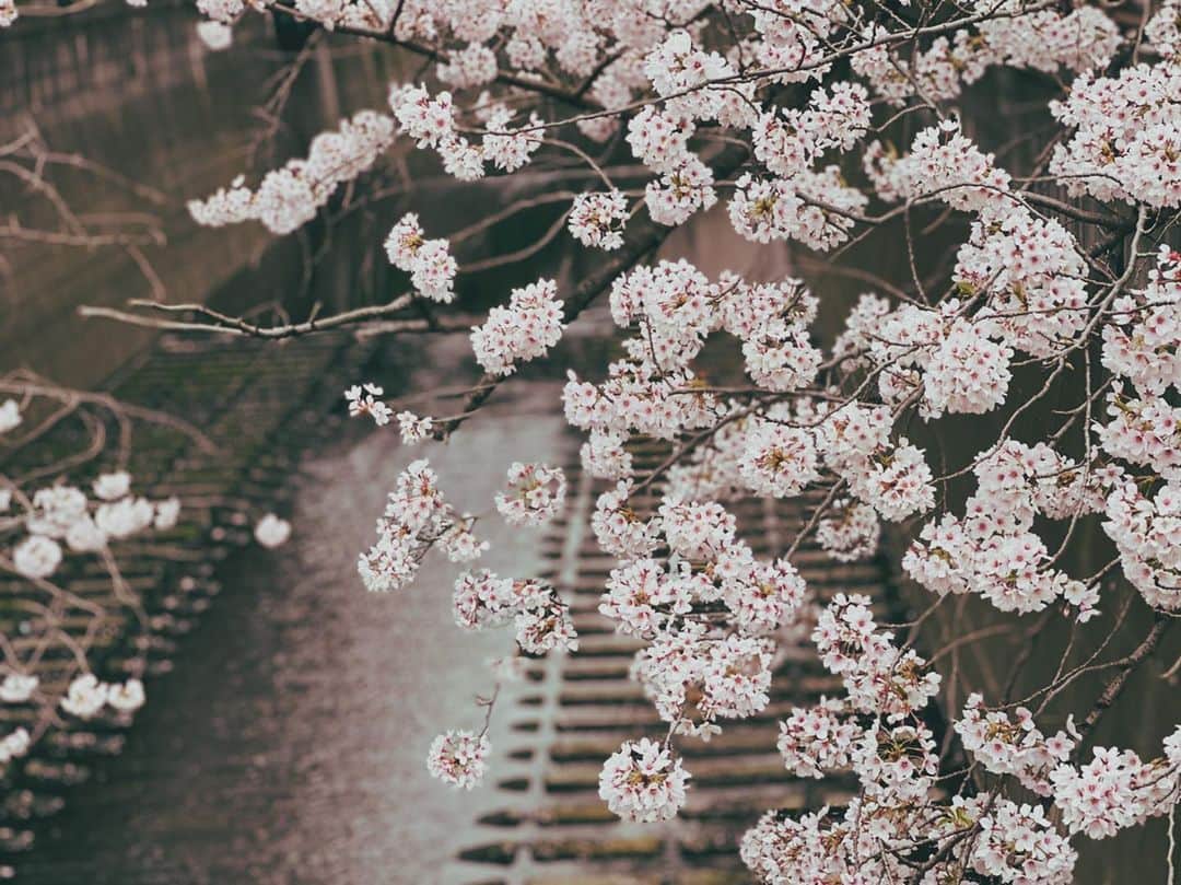 小野健斗のインスタグラム：「🌸 東京の桜はもう散っちゃったかな？ 来年の楽しみがまた１つ増えたね🌸🌸🌸🌸🌸🌸」