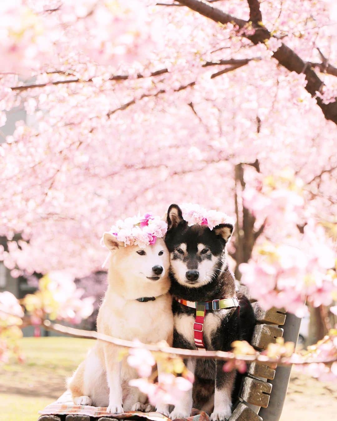 柴犬 けんしろう ゆりあのインスタグラム：「🌸🐶🐶🌸  みなさんからのあーったかいコメント 読むたびにジーンとしてます🥺❤️ 感謝の気持ちを込めて 2年前の春待ちベンチで寄り添い合う 桜の妖精さんphotoを🌸🧚‍♀️🧚‍♂️🌸  #元保護犬 #保護犬を家族に   Location:Chiba(2020年撮影)」