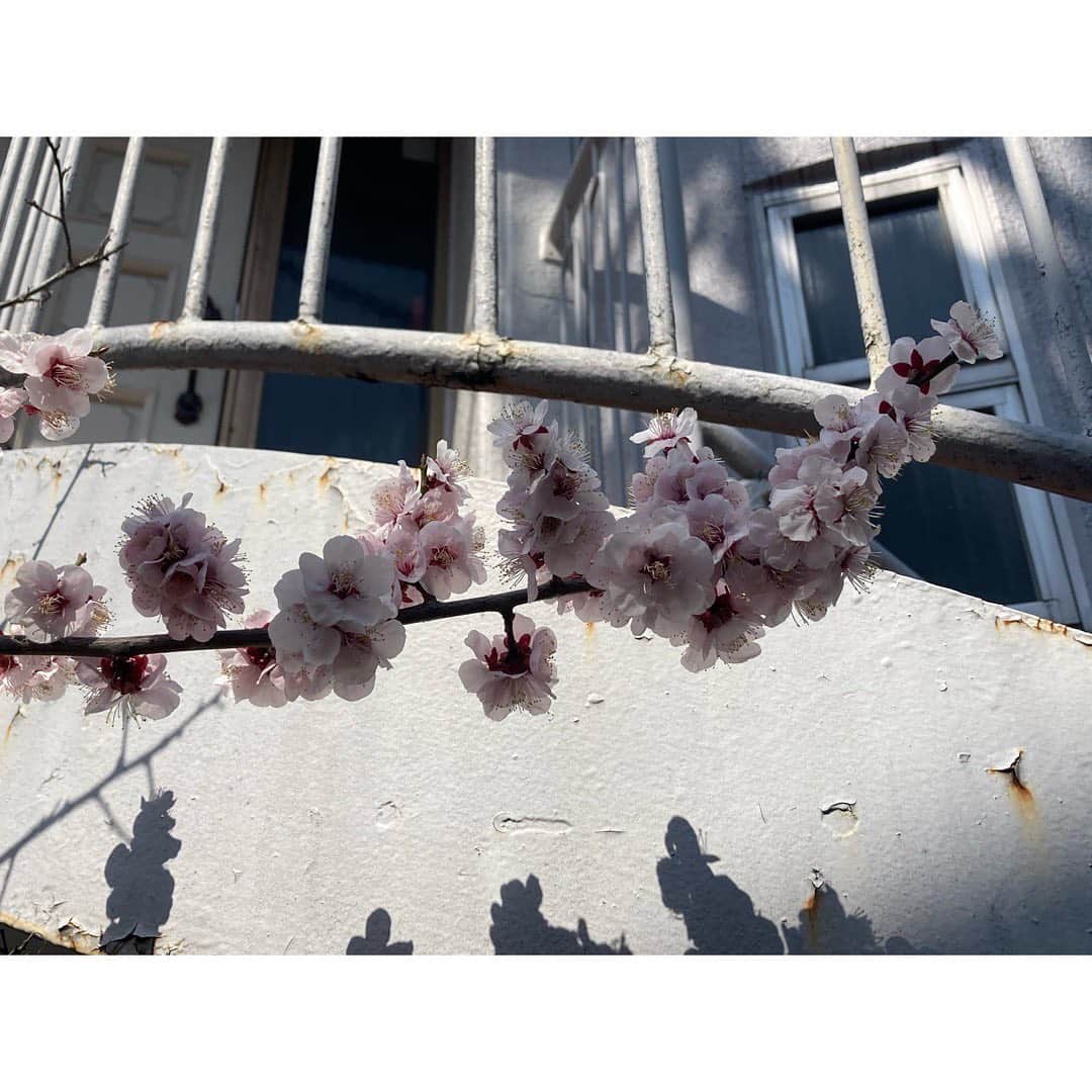 石橋静河のインスタグラム：「春」