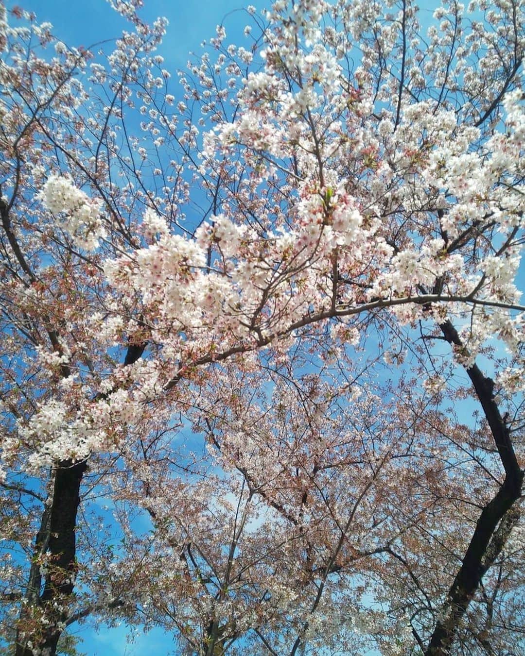 市川海老蔵 （11代目）のインスタグラム：「🌸 still in bloom   Beautiful going under the shedding petals.  * まだ🌸  散ってる中を走ると 綺麗です。  #市川海老蔵 #海老蔵 #成田屋 #歌舞伎 #歌舞伎座 #和 #舞台 #ABKAI #ABMORI #ebizoichikawa #ebizo #kabuki #thunderparty #theater #theaterarts #actor #kabukiactor #japan #classic #traditionaljapan #japaneseculture #japan_og_insta #performingarts」