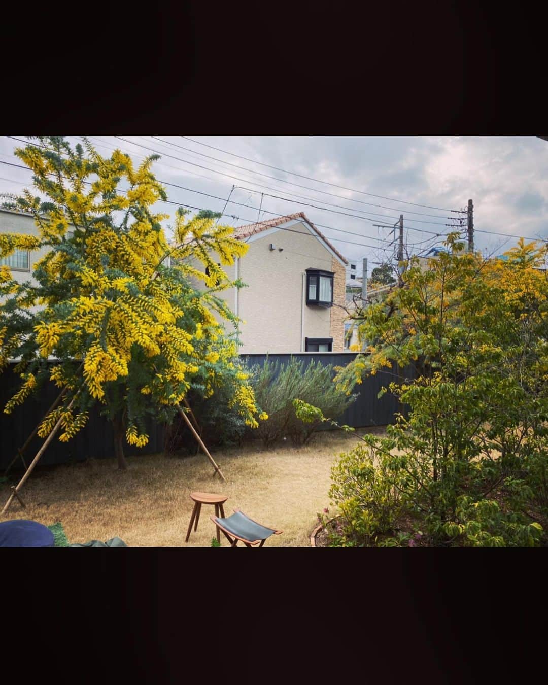 中井美穂さんのインスタグラム写真 - (中井美穂Instagram)「お友達のお庭！ すごくないですかー！ ミモザ、もりもりです😆  #ミモザ  #お庭」3月22日 22時30分 - mihonakai2021