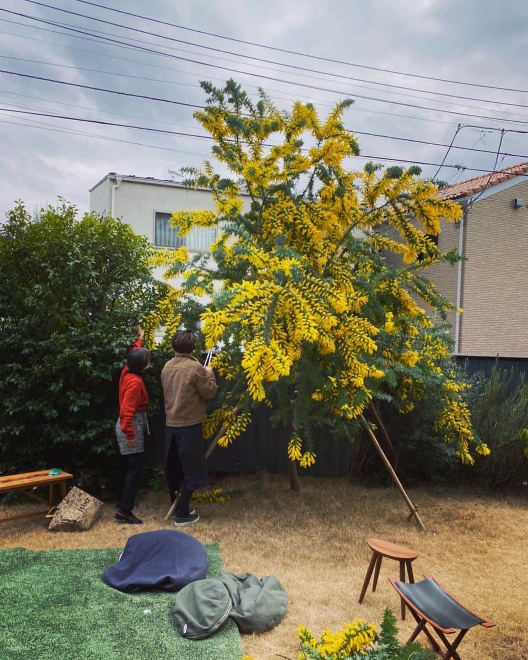 中井美穂さんのインスタグラム写真 - (中井美穂Instagram)「お友達のお庭！ すごくないですかー！ ミモザ、もりもりです😆  #ミモザ  #お庭」3月22日 22時30分 - mihonakai2021