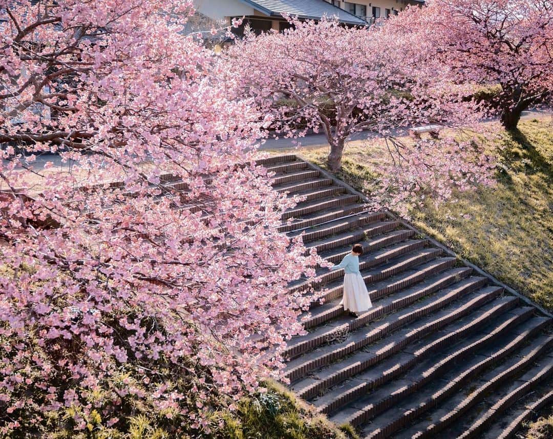 佐藤俊斗のインスタグラム：「記事が公開となりました。 連載企画2回目となるテーマは｢桜」 ⁡ 自分の象徴とも言える桜写真。 光や撮影時の細かい拘りなど様々な観点でお話ししてます。 これからのお花見シーズンに向けて参考にしてみてください。 ⁡ ⁡  佐藤俊斗×ポートレート ⁡ https://shasha.kitamura.jp/article/486127176.html」