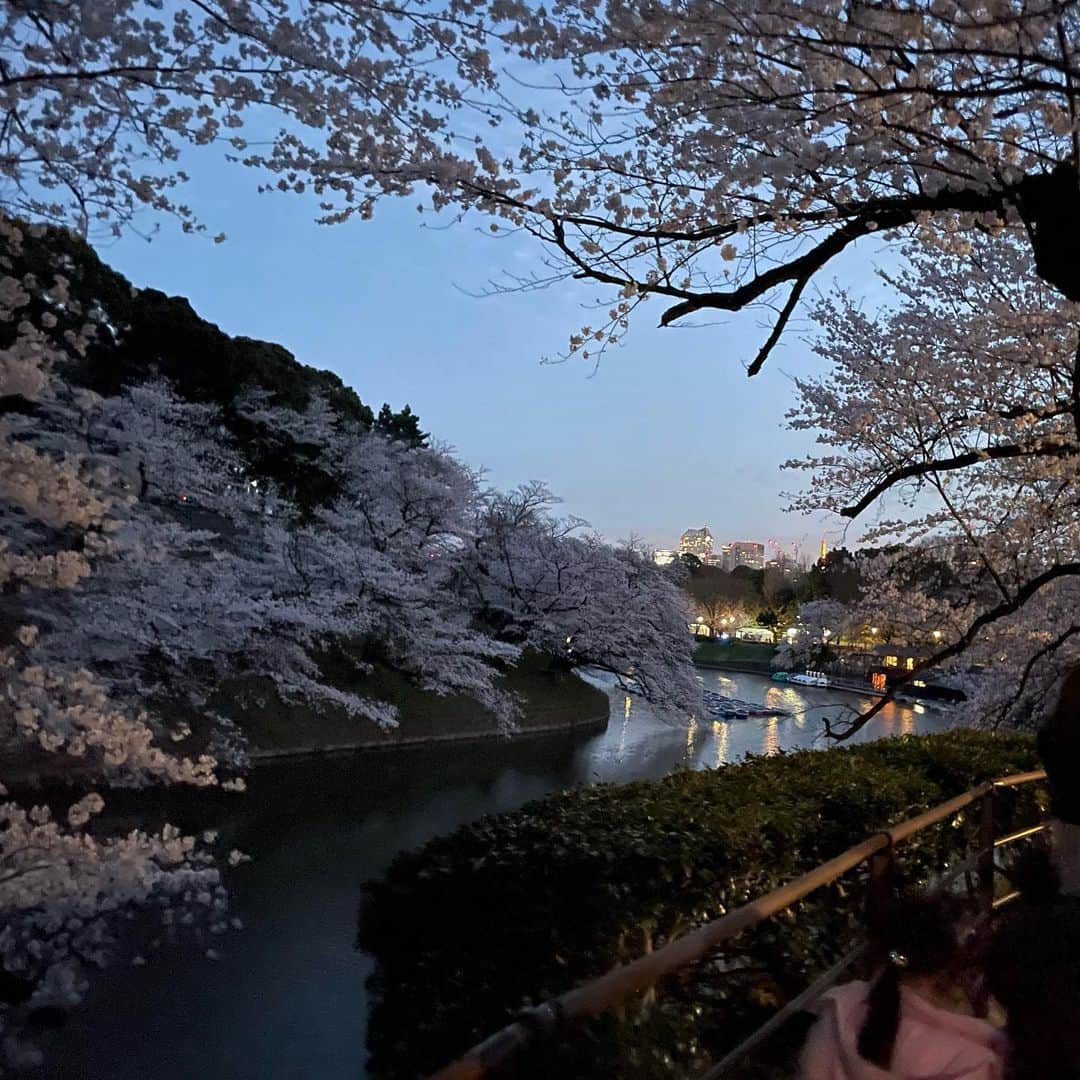 三浦奈保子さんのインスタグラム写真 - (三浦奈保子Instagram)「昨夜はちょうど近くに用事があり、 #千鳥ヶ淵 をお散歩してきました。  昨日ちょうど満開になったという 東京の桜。  娘も息子もきれいだねー、と 初めての夜桜お散歩を楽しんでいました☺️  屋台は出ておらず、 チョコバナナが食べられなくて 残念そうでしたが..🤣  早くみんなで お祭りを楽しめる 世の中になってほしいですね☺️  #桜満開 #東京の桜 #桜」3月28日 11時35分 - miura_naoko_