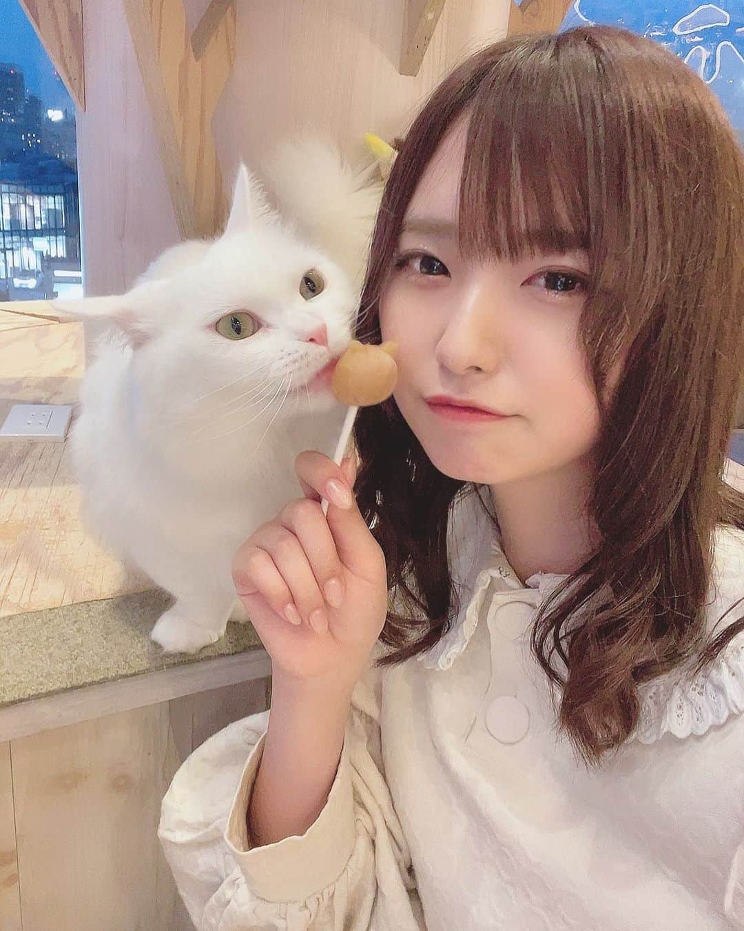 谷口彩菜のインスタグラム：「猫カフェ🐈 . 癒される、、かわいい、、、」