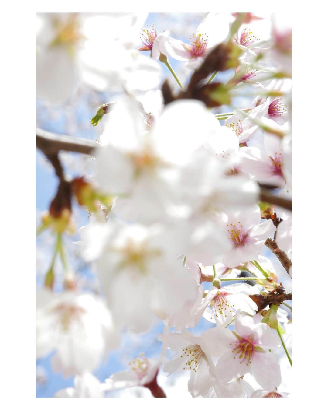 関根正悟のインスタグラム：「“ POINT OF VIEW “  引きの魅力もあるけど、ぐぐっと中に迫った桜も魅力的だなぁと🌸多面的に物事を見ることで毎年見慣れたものですら度々感動できる。  視点の豊かさは日々の豊かさ。  #shogosekine  📷:GR3x」