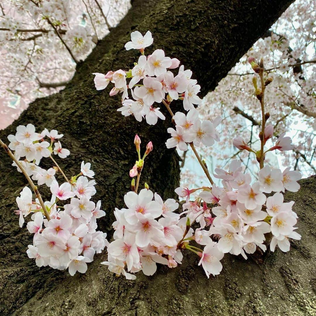 森戸知沙希のインスタグラム：「歩いてる時に見つけた桜をいっぱい撮ったから、お花見した気分になった🌸 　 　　 　 　 #桜  #morningmusume22  #森戸知沙希」