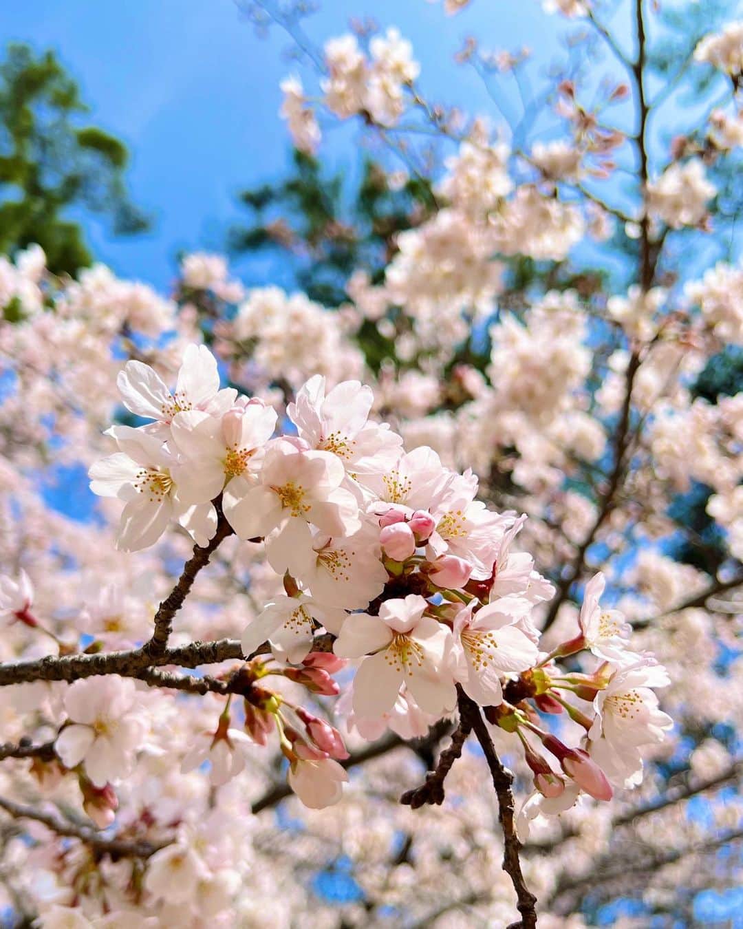 梅谷安里のインスタグラム：「🌸🌸🌸 ４月START🌸 今日からまた新しい気持ちで頑張りましょう🐰 #sakura#🌸#桜 #spring#4月」