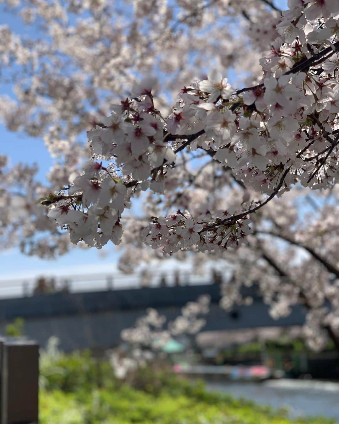 林マオのインスタグラム：「今日から4月🌸🌸🌸  新年度がスタートですね🌸  そして、 新入社員の皆さん 入社おめでとうございます🌸  健康第一で、 これからの未来のために 頑張ってくださいね🌸  なんだか 今年は桜がとっても 綺麗に咲いてる気がします🌸  気のせいかなーww  お弁当持って お花見桜したいなぁー🌸  #大阪城#桜#綺麗#大阪#満開」