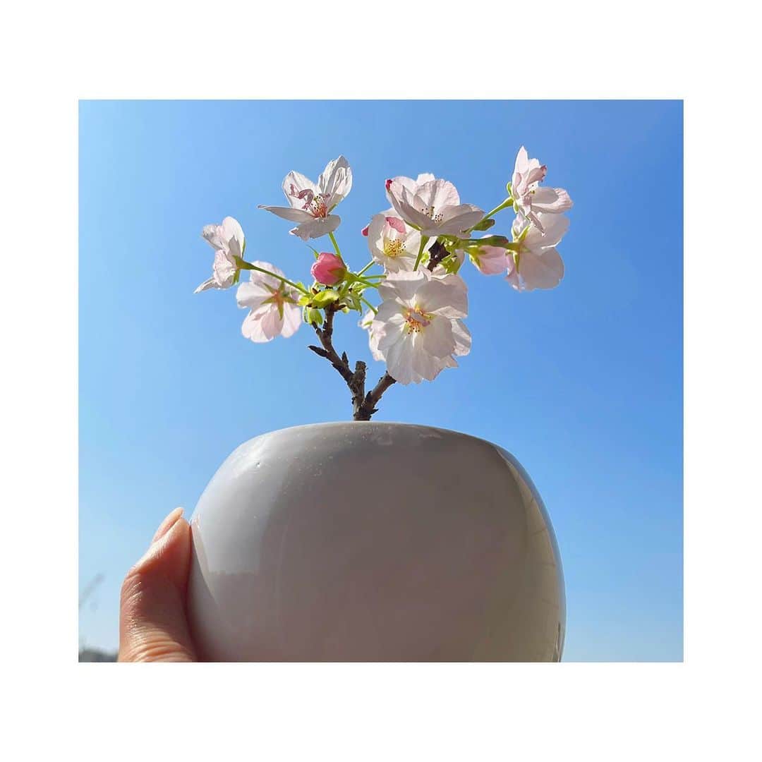 阿部華也子のインスタグラム：「♪  先日、友人にいただいた桜🌸  「満開になったよ！」とその友人に連絡をしたら「桜も初日をお祝いしてるんだね☺️」と返信が来ました！  なんだかとてもいい日だ！😊 幸せな気持ちになりました❣️  #桜 #満開」