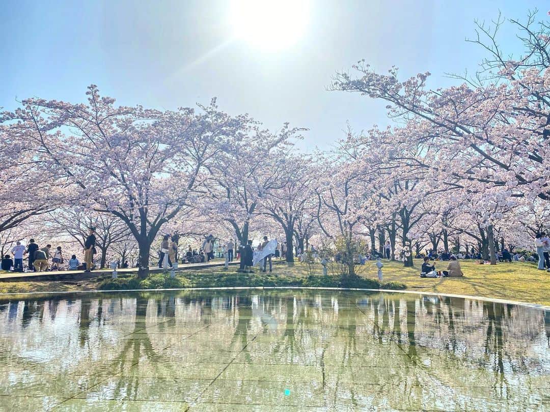 大西遥香のインスタグラム：「. 新潟の春は本当に美しい。  #sakura #cherryblossom #桜 #さくら #サクラ #満開 #お花見 #春 #新潟 #新潟観光 #白山公園 #niigata #japan」