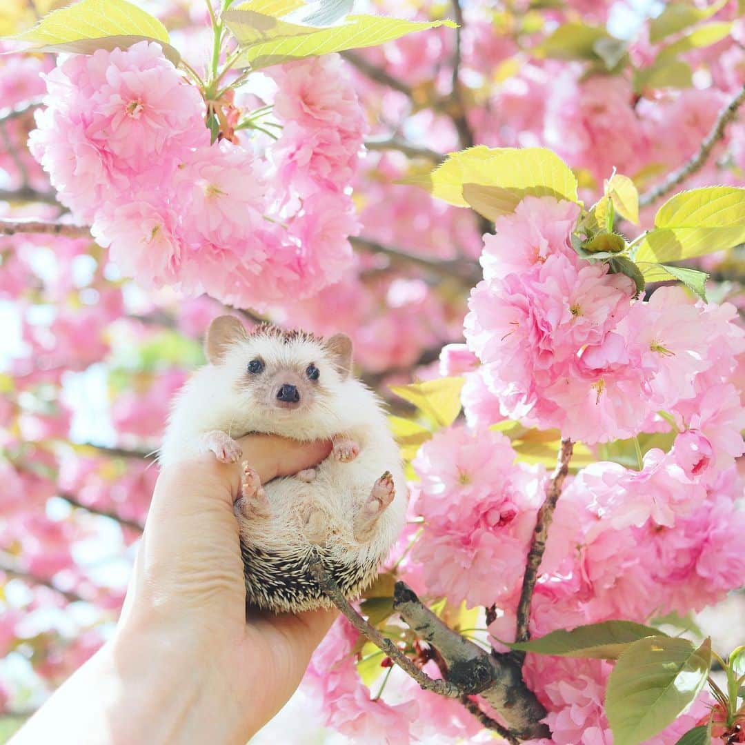 あずきのインスタグラム：「The cherry blossoms are in full bloom. Uiro and I enjoyed viewing the cherry blossoms.🌸🌸🌸 浮間公園では綺麗な八重桜が満開でした！ . #浮間公園 #浮間舟渡 #八重桜 #お花見 #cherryblossoms  #はりねずみ #ハリネズミ #hedgehog #pygmyhedgehog #lovelypet #cuteanimals #はりねずみのもなか #hedgie #Hérisson #igel#riccio #Erizo #고슴도치 #刺猬 #hedgehogazuki  #hedgehogsofinstagram #animaladdicts #cuddles #meowed #petscorner  #cutepetclub #cozy」