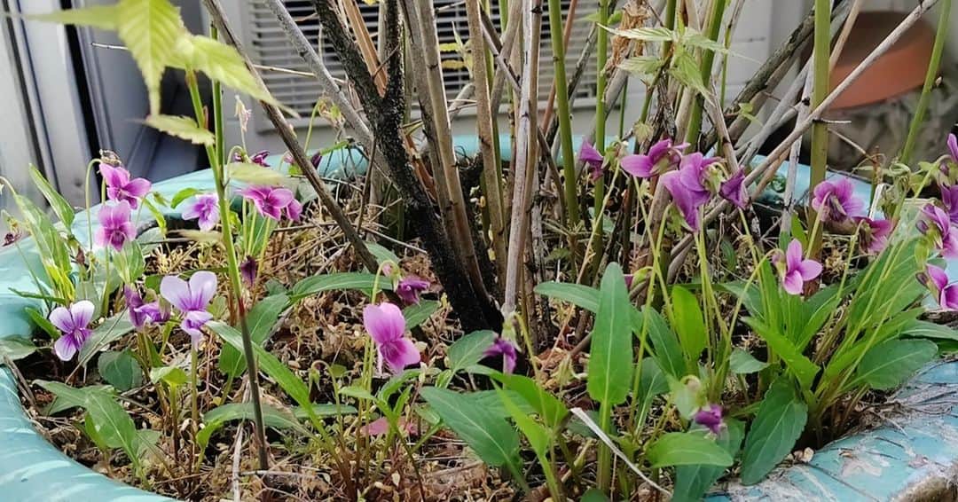 池上季実子のインスタグラム：「何年か前の春先のGolf場で沢山咲いてたスミレ。思わず「わー、連れて帰りたいなぁ」 プレイ終わってキャディさんがボール拭く濡れ雑巾にこそっそりと1株掘ったのを包んで下さった。それが、毎年、咲いてくれる❣️しかも、1株だった筈なのに二種類のスミレちゃん♥️白紫のと薄あづき色🤗毎年の楽しみの1つ 🎶  #池上季実子 #女優 #Golf #ゴルフ #春 #すみれ #スミレの花 #キャディさんありがとう #キャディさん #春のたのしみ」