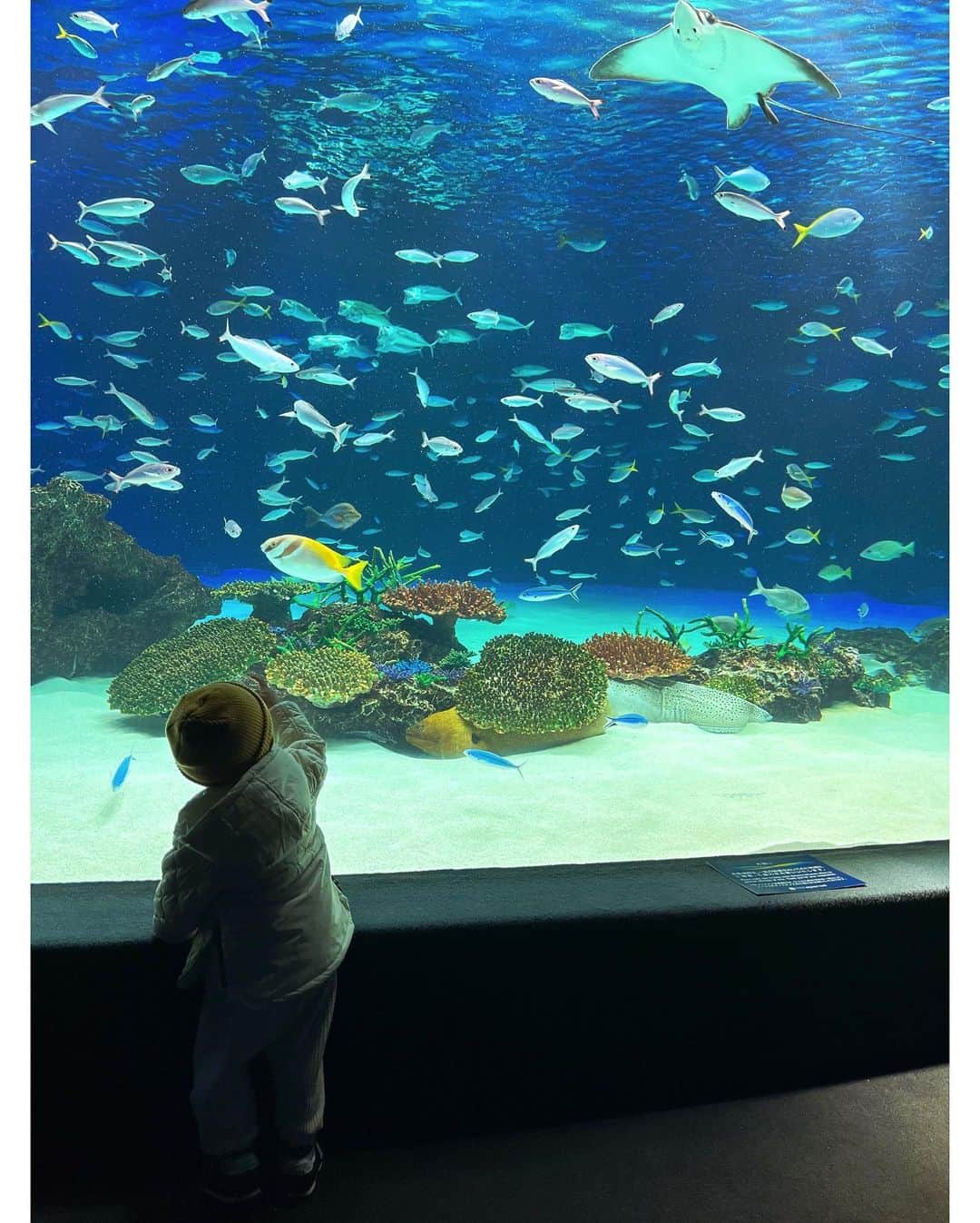 武田奈也のインスタグラム：「ㅤ 　 　 　 　 お魚大好き🐠🤍 　 空飛ぶペンギンかわいかったな😍😍 　 👦は 「昨日アシカ見たねー」って毎日言ってます🥰🌷 でも見たのは多分アザラシ🦭 　 　 また行きたいね🌼🌼 　 　 　 ㅤ 　  #サンシャイン水族館」