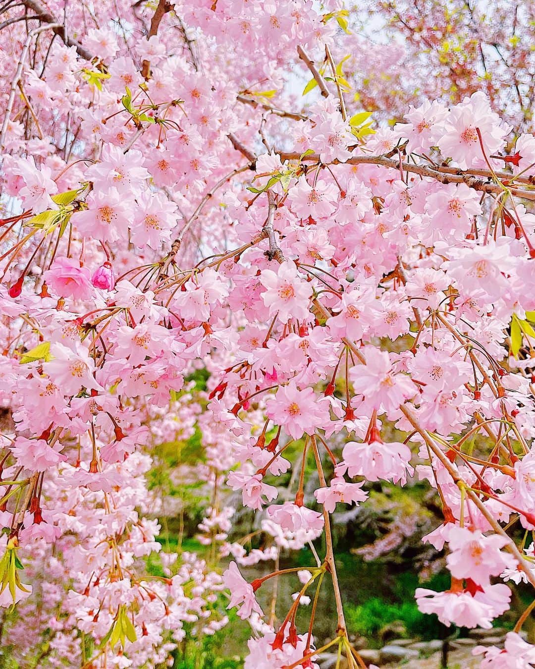 吉田知那美さんのインスタグラム写真 - (吉田知那美Instagram)「・ 📷 #olympustrip35  オフの日に、フィルムカメラでたくさん桜を撮りました。  １枚も写っていないとカメラ屋さんから連絡をもらったのは昨日のことでした…  フィルムカメラ、道は険しい。  #2枚目はみんなの味方iPhoneで撮影した桜です」4月23日 6時42分 - chinami1991