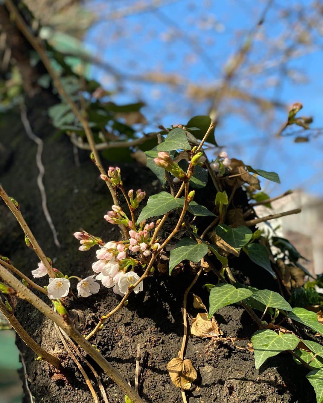 南原清隆さんのインスタグラム写真 - (南原清隆Instagram)「今年の桜です。 一分咲きから葉桜まで 移り変わっていくを 眺めるの楽しいものです。 葉桜の下を散策すると 気分まで爽やかになりますね。 余花（よか）って言葉を知りました。 春に遅れて咲く花、遅咲きの花だそうです。 もし見つけられたらYATTA〜😆  どの桜が好きですか？」4月24日 16時30分 - nanchan_official_